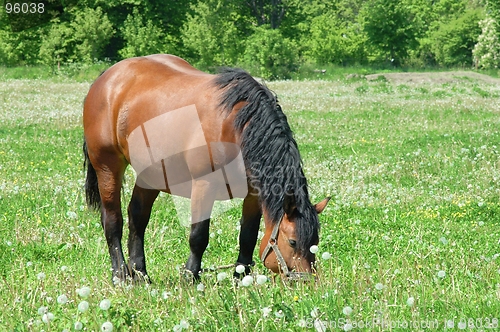 Image of Horse