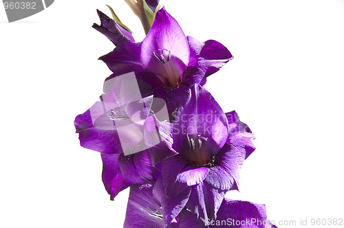 Image of Gladiolus