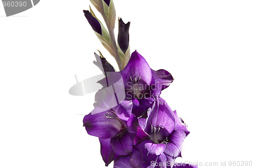 Image of Gladiolus