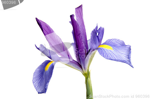 Image of Iris
