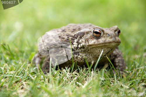 Image of Frog