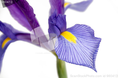 Image of Iris