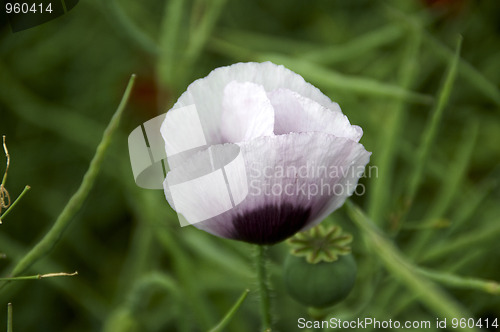 Image of Poppy