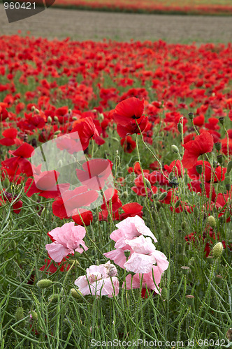 Image of Poppy Field