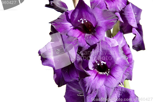 Image of Gladiolus