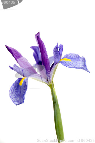 Image of Iris