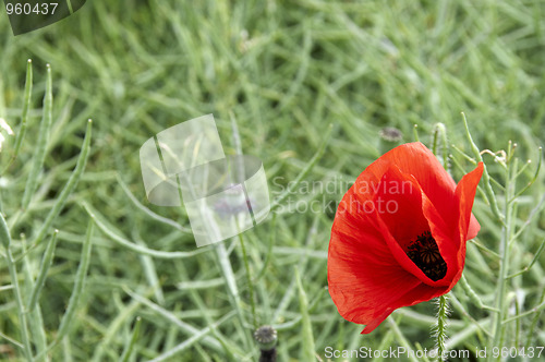 Image of Poppy