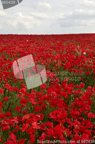 Image of Poppy Field