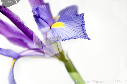 Image of Iris