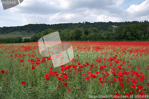 Image of Poppy Field