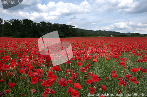 Image of Poppy Field