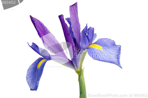 Image of Iris