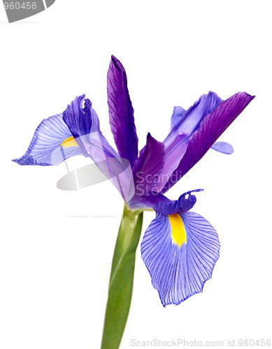 Image of Iris