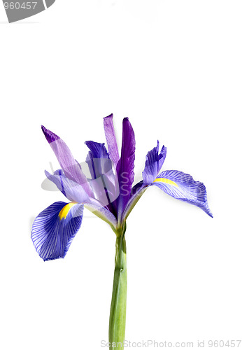 Image of Iris