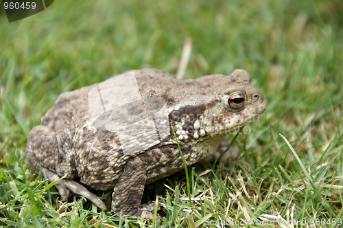 Image of Frog