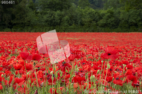 Image of Poppies