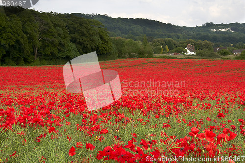 Image of Poppy Field