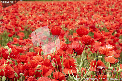 Image of Poppies