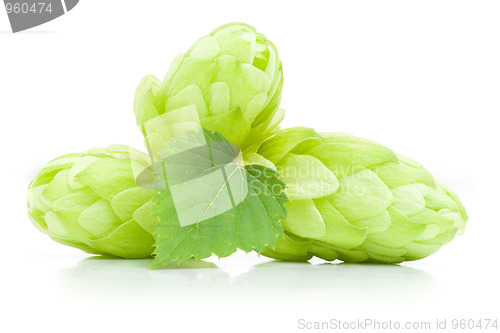 Image of Hop Cones