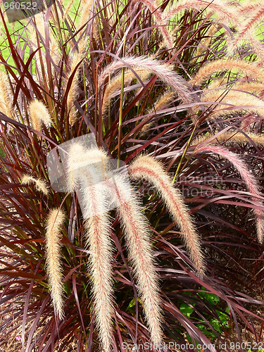 Image of Ornamental grass