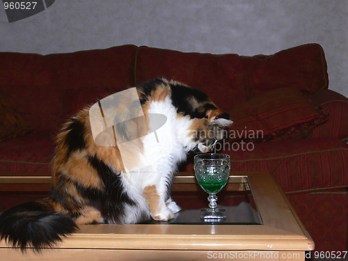 Image of The cat has a drink.