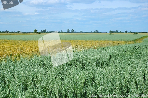 Image of Summer Landscape