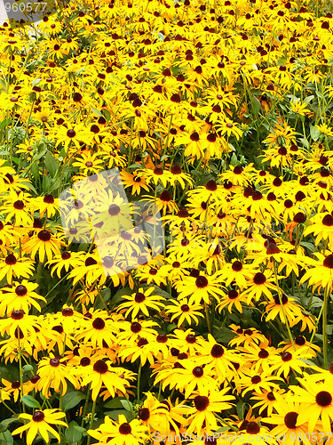 Image of A daisy flower-bed.