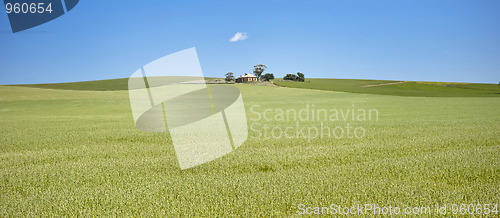 Image of field of wheat landscape
