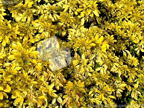 Image of Yellow flowers