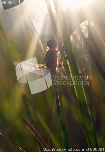 Image of dragonfly waiting for the sun