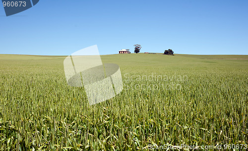 Image of field of wheat landscape