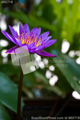 Image of Lotus In Thailand