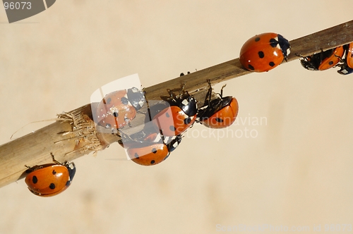 Image of Ladybirds