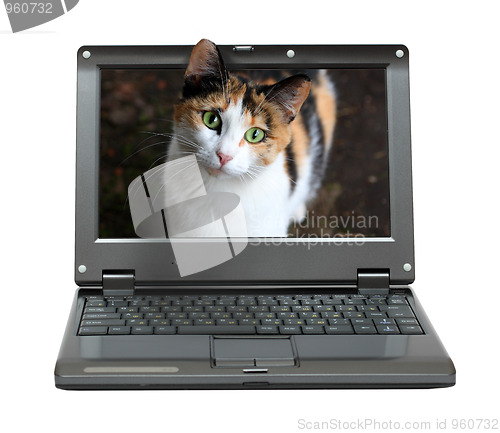 Image of small laptop with cat