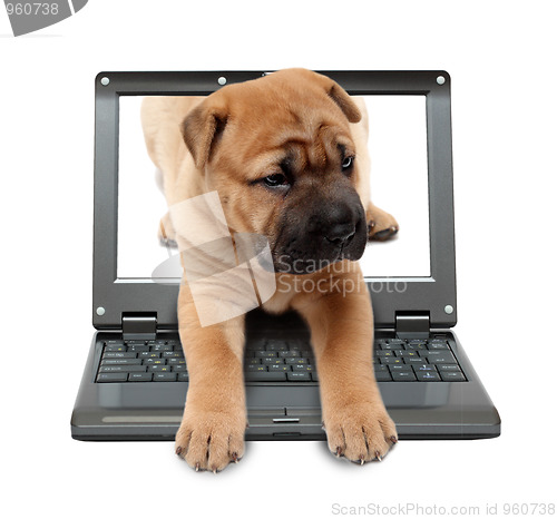 Image of small laptop with puppy dog