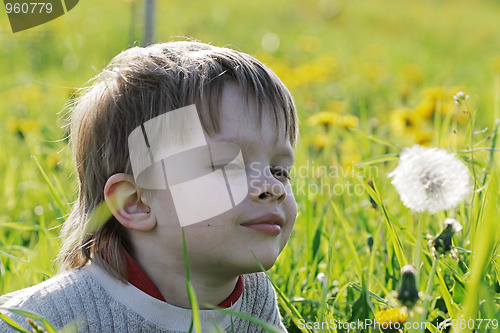 Image of Boy in dandelion meadow.