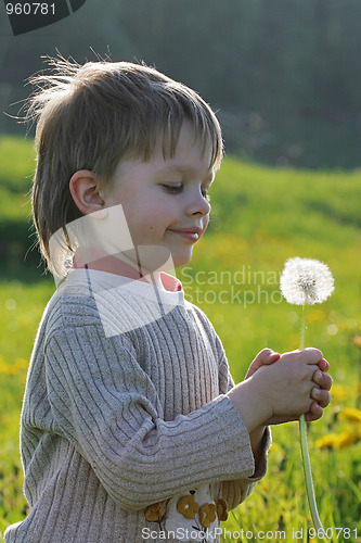 Image of Boy in dandelion meadow.