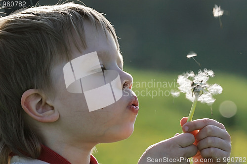 Image of Boy in dandelion meadow.