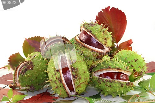 Image of Chestnut