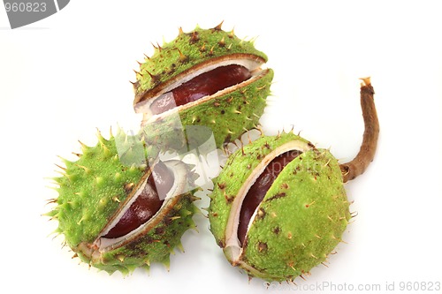 Image of Chestnut