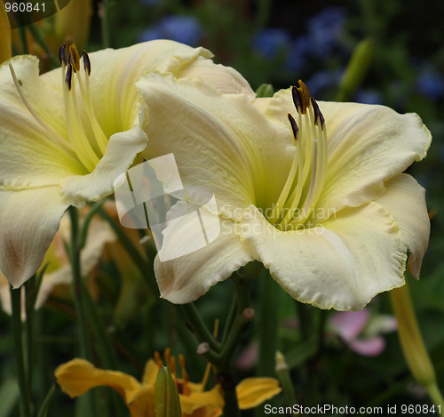 Image of White flower