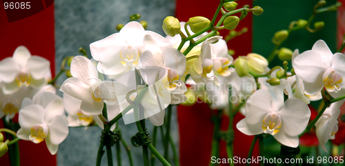 Image of Flowers