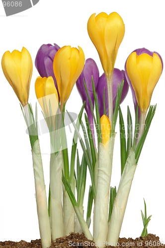 Image of Crocuses