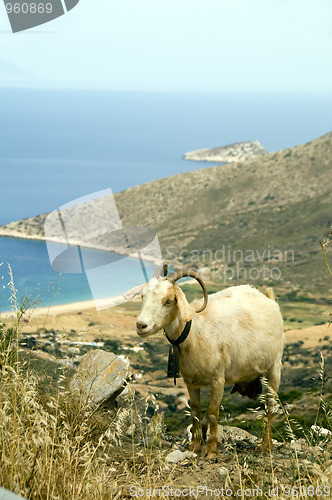 Image of sheep  horns  mountain over Agia Theodoti beach Ios cyclades gre