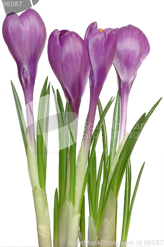 Image of Crocuses