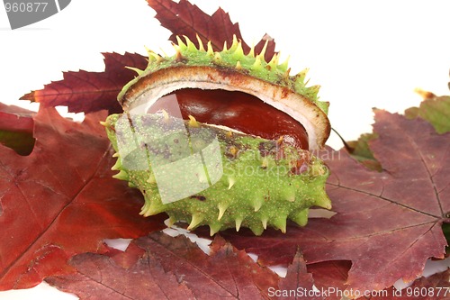 Image of Chestnut on autumn leaves