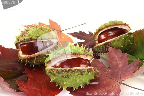 Image of Chestnuts on autumn leaves