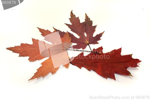 Image of Autumn leaves