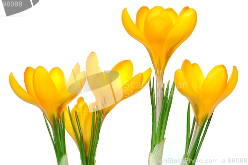 Image of Crocuses