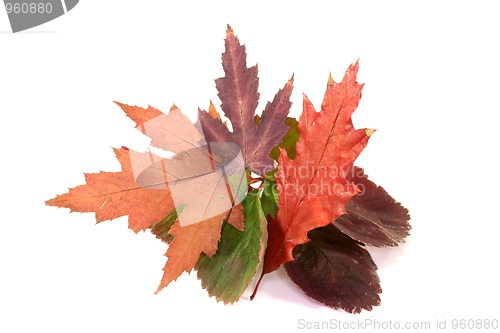 Image of Autumn leaves